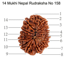 Load image into Gallery viewer, 14 Mukhi Nepalese Rudraksha - Bead No. 158
