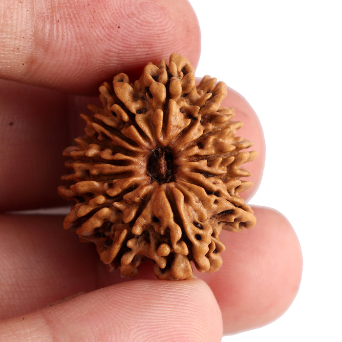 14 Mukhi Nepalese Rudraksha - Bead No. 159