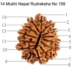 14 Mukhi Nepalese Rudraksha - Bead No. 159