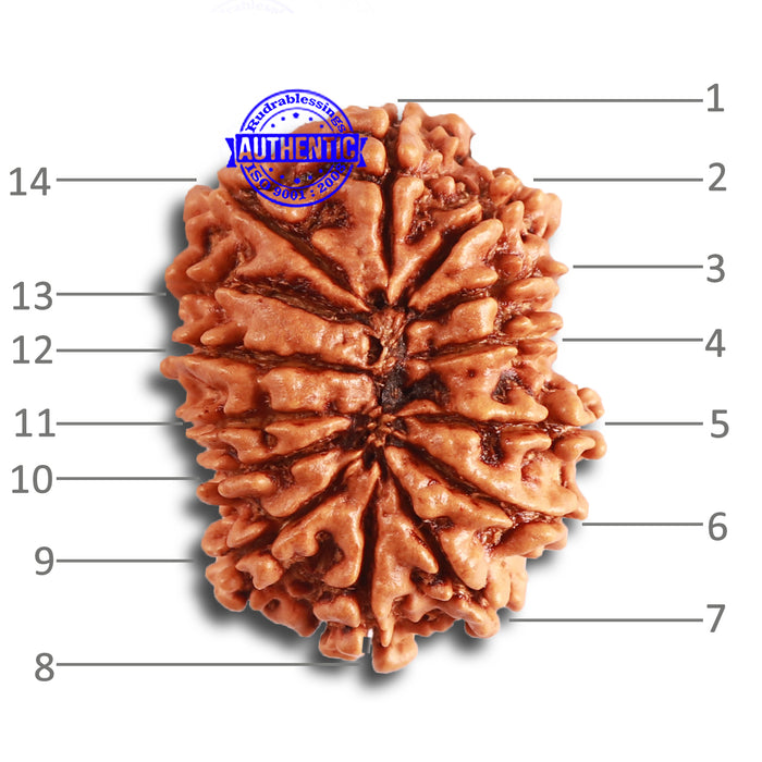 14 Mukhi Nepalese Rudraksha - Bead No. 314