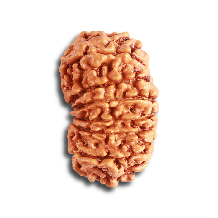 14 Mukhi Nepalese Rudraksha - Bead No. 314