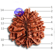 Load image into Gallery viewer, 14 Mukhi Nepalese Rudraksha - Bead No. 315

