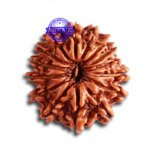 Load image into Gallery viewer, 14 Mukhi Nepalese Rudraksha - Bead No. 315
