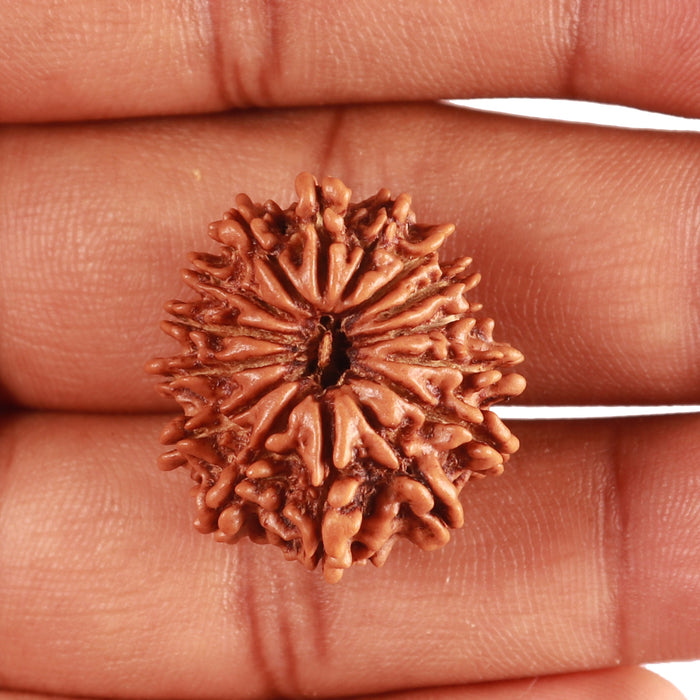 14 Mukhi Nepalese Rudraksha - Bead No. 315