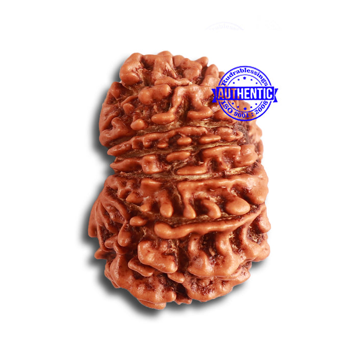 14 Mukhi Nepalese Rudraksha - Bead No. 315