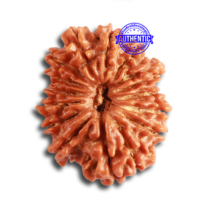 14 Mukhi Nepalese Rudraksha - Bead No. 316