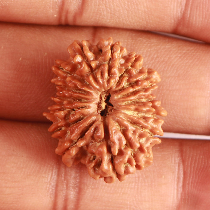 14 Mukhi Nepalese Rudraksha - Bead No. 316