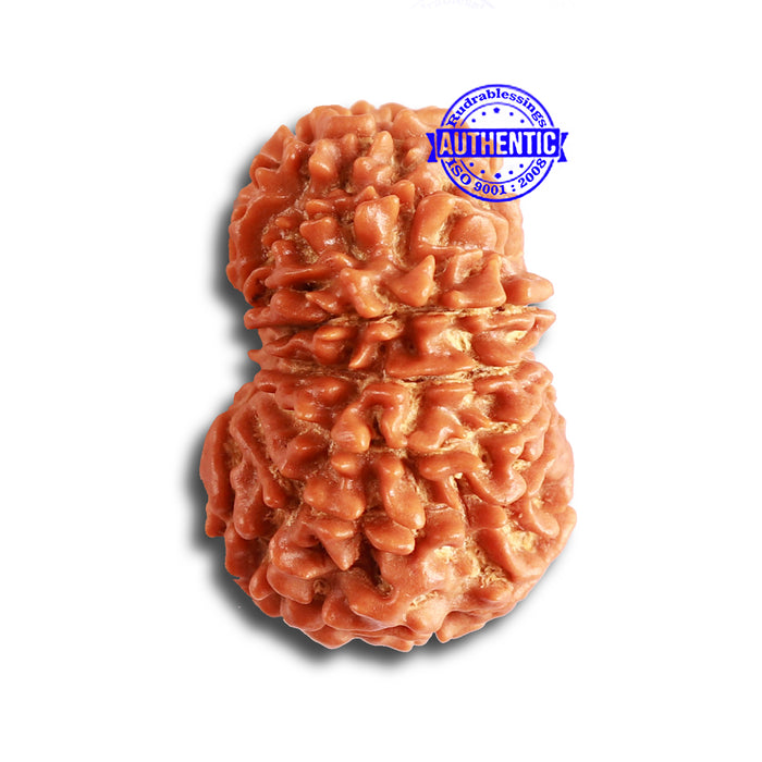 14 Mukhi Nepalese Rudraksha - Bead No. 316