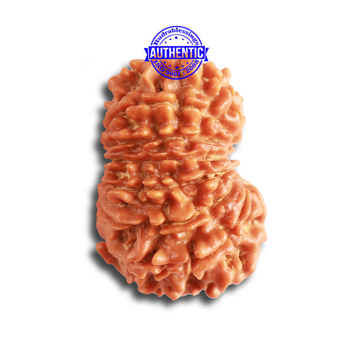 14 Mukhi Nepalese Rudraksha - Bead No. 316