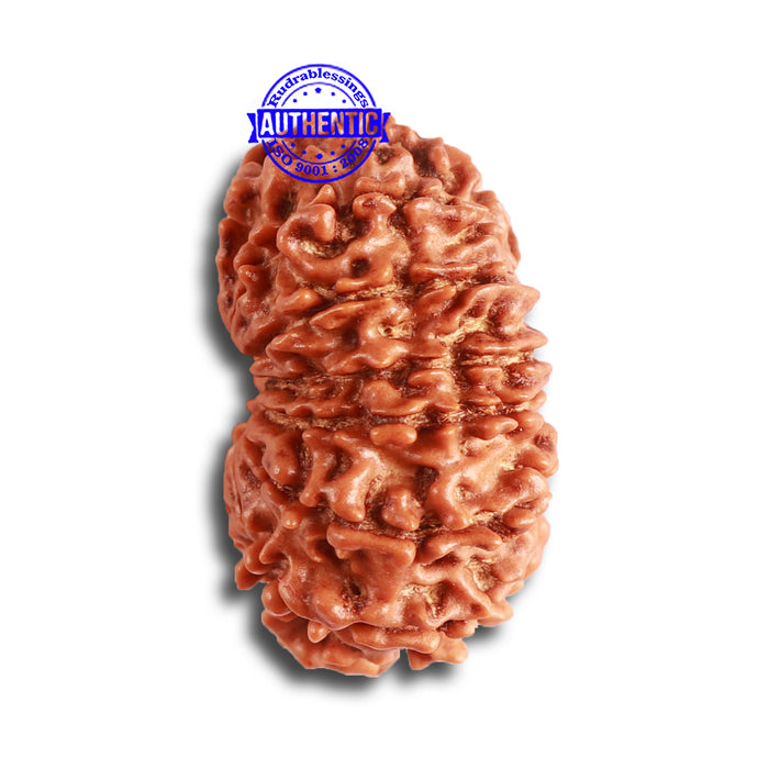14 Mukhi Nepalese Rudraksha - Bead No. 318