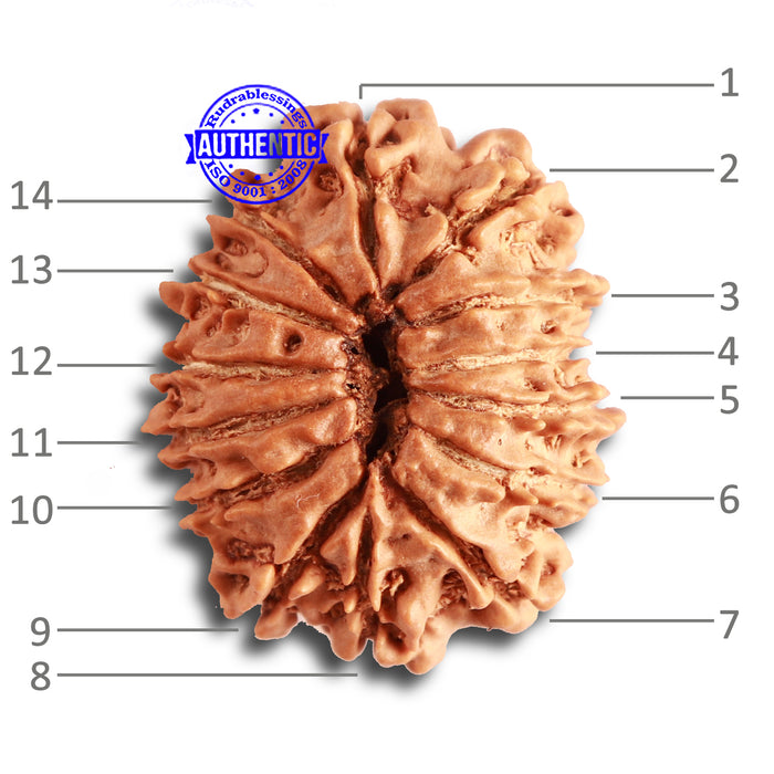 14 Mukhi Nepalese Rudraksha - Bead No. 323