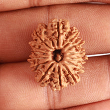 Load image into Gallery viewer, 14 Mukhi Nepalese Rudraksha - Bead No. 323
