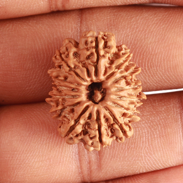 14 Mukhi Nepalese Rudraksha - Bead No. 323