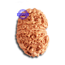 Load image into Gallery viewer, 14 Mukhi Nepalese Rudraksha - Bead No. 323
