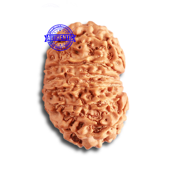 14 Mukhi Nepalese Rudraksha - Bead No. 323