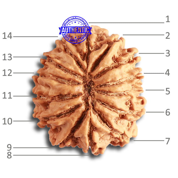 14 Mukhi Nepalese Rudraksha - Bead No. 324