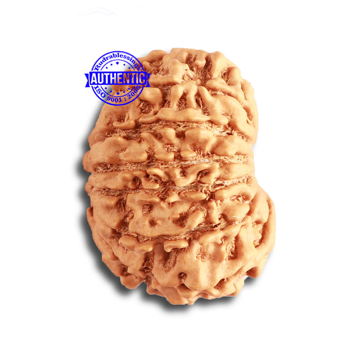 14 Mukhi Nepalese Rudraksha - Bead No. 324