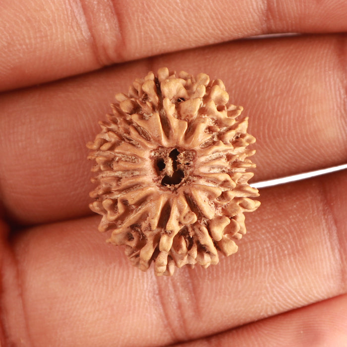 14 Mukhi Nepalese Rudraksha - Bead No. 325