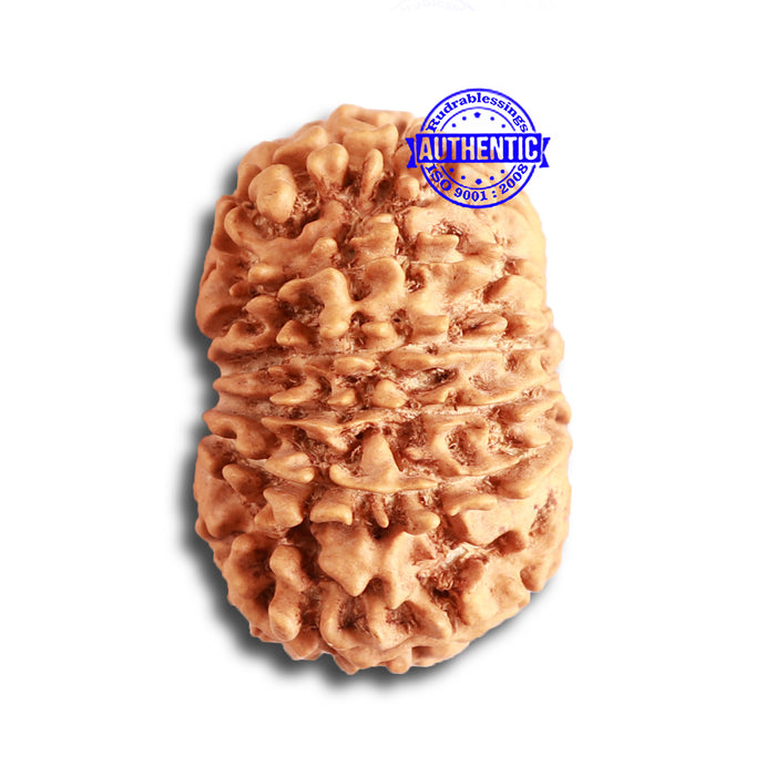 14 Mukhi Nepalese Rudraksha - Bead No. 325