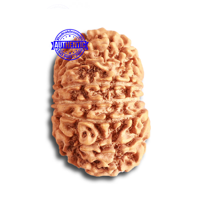 14 Mukhi Nepalese Rudraksha - Bead No. 325