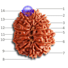 Load image into Gallery viewer, 14 Mukhi Nepalese Rudraksha - Bead No. 330
