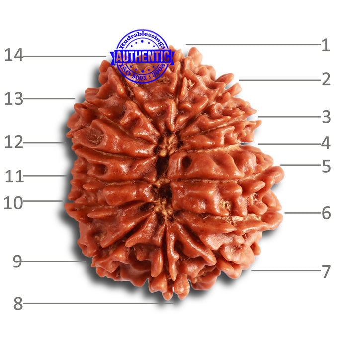 14 Mukhi Nepalese Rudraksha - Bead No. 330