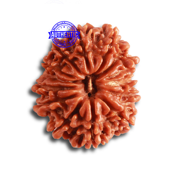 14 Mukhi Nepalese Rudraksha - Bead No. 330