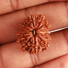 Load image into Gallery viewer, 14 Mukhi Nepalese Rudraksha - Bead No. 330
