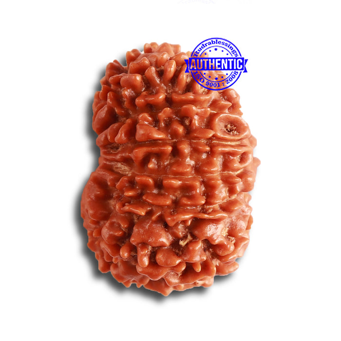 14 Mukhi Nepalese Rudraksha - Bead No. 330