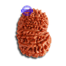 Load image into Gallery viewer, 14 Mukhi Nepalese Rudraksha - Bead No. 330
