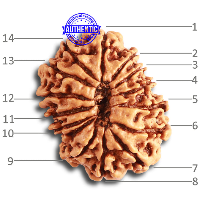 14 Mukhi Nepalese Rudraksha - Bead No. 331