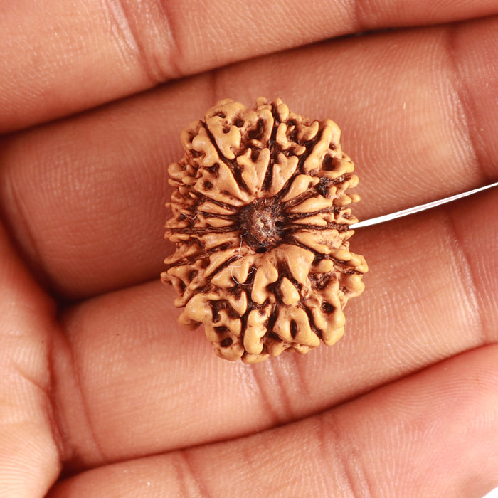 14 Mukhi Nepalese Rudraksha - Bead No. 331