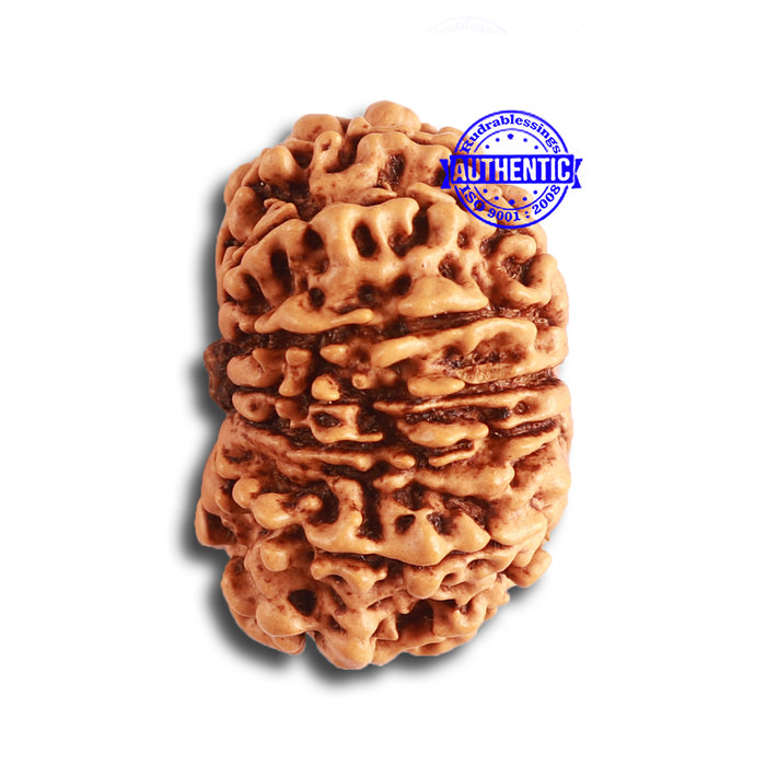 14 Mukhi Nepalese Rudraksha - Bead No. 331