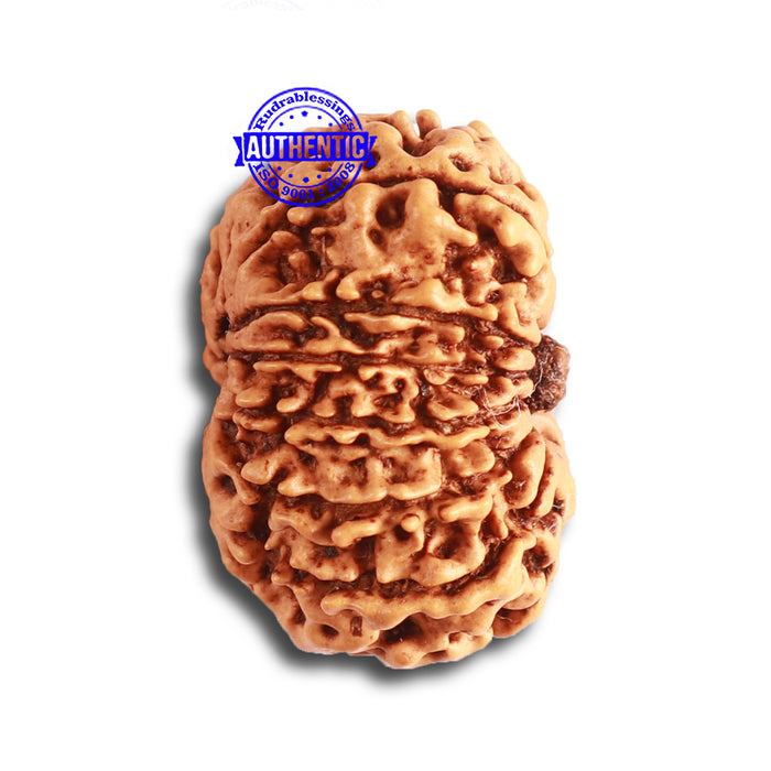 14 Mukhi Nepalese Rudraksha - Bead No. 331