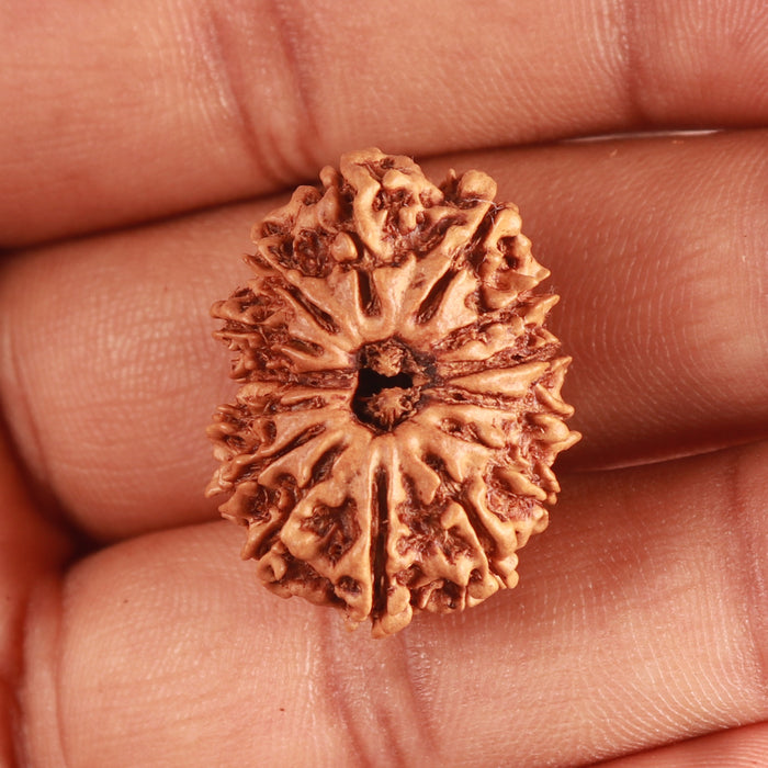 14 Mukhi Nepalese Rudraksha - Bead No. 332