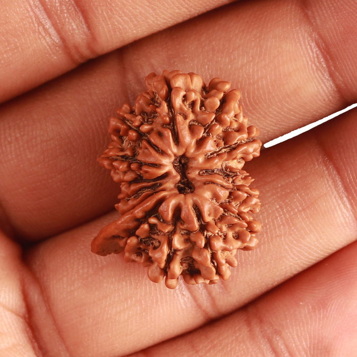 14 Mukhi Nepalese Ganesh Rudraksha - Bead No. 335