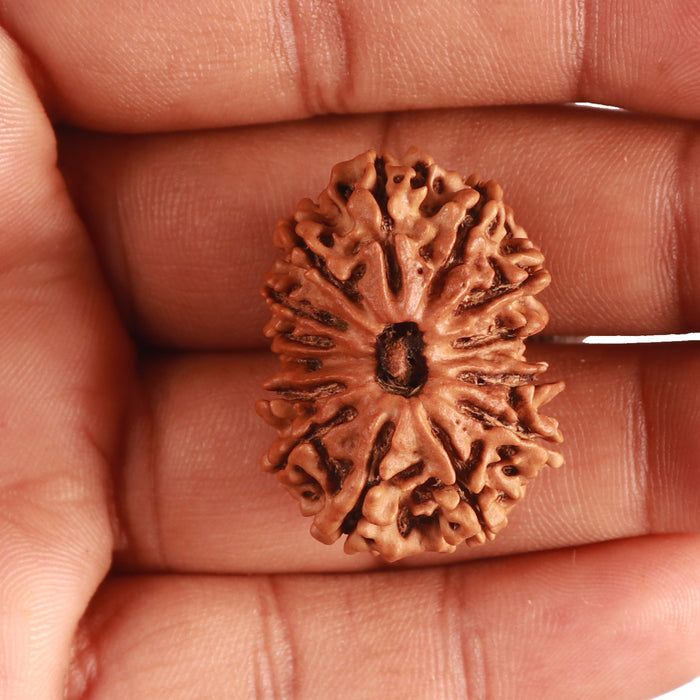 14 Mukhi Nepalese Ganesh Rudraaksha - Bead No. 336