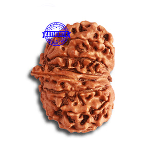 14 Mukhi Nepalese Ganesh Rudraaksha - Bead No. 336