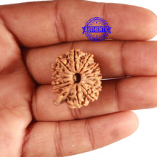 Load image into Gallery viewer, 14 Mukhi Nepalese Ganesh Rudraksha - Bead No. 337
