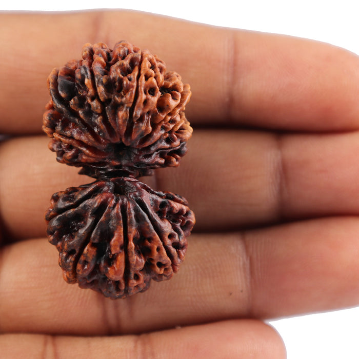 14 Mukhi Nepalese Gaurishankar Rudraksha - Bead No. 165
