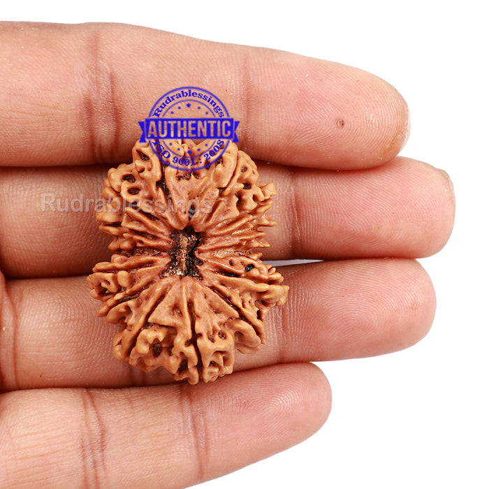 14 Mukhi Nepalese Rudraksha - Bead No. 187