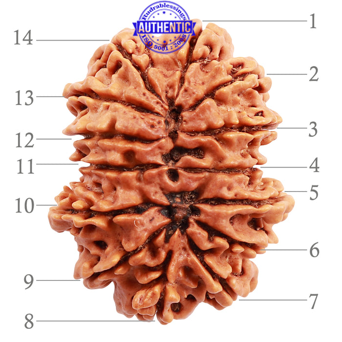 14 Mukhi Nepalese Rudraksha - Bead No. 187