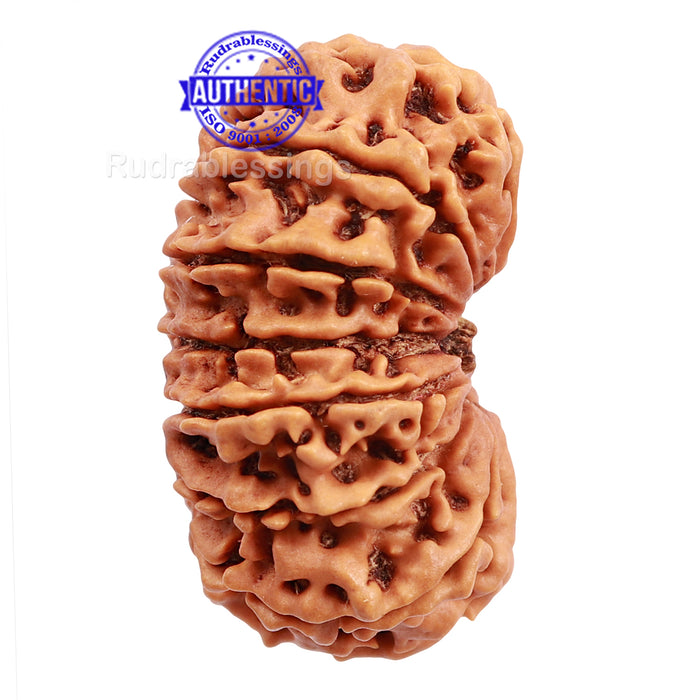 14 Mukhi Nepalese Rudraksha - Bead No. 187