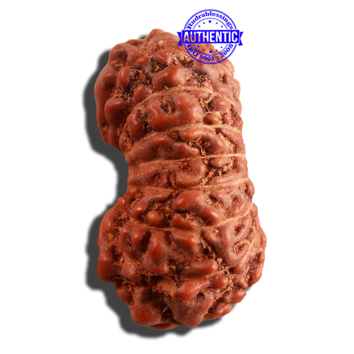 16 Mukhi Rudraksha from Indonesia - Bead No. 217