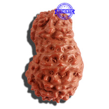 Load image into Gallery viewer, 16 Mukhi Rudraksha from Indonesia - Bead No. 218
