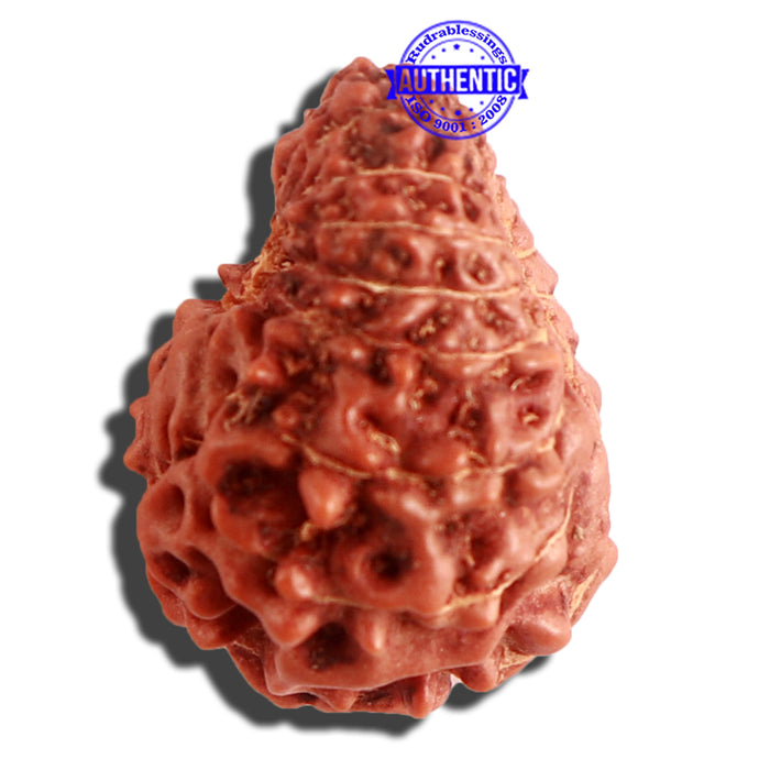16 Mukhi Rudraksha from Indonesia - Bead No. 219