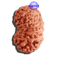 Load image into Gallery viewer, 16 Mukhi Rudraksha from Indonesia - Bead No. 221
