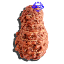 Load image into Gallery viewer, 16 Mukhi Rudraksha from Indonesia - Bead No. 222
