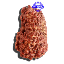 Load image into Gallery viewer, 16 Mukhi Rudraksha from Indonesia - Bead No. 223
