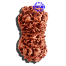 Load image into Gallery viewer, 16 Mukhi Rudraksha from Indonesia - Bead No. 224
